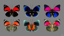 <h2 > In every way unblemished by vulgarity </h2>

<p> Naturalists of old  associated the genus Agrias with nobility: </p>

<p>Paul Hahnel (1890):<br>
<i>'..[Agrias are] not exceeded in beauty by any other butterfly. For although some Indian Ornithoptera and the Morphids flying on the Amazon surpass it in the development of single attributes, such as size and splendour of colours, they do not come up to its abundant and most thoroughly accomplished markings of the under surface expressing the Nymphalid-type the most perfectly... But above all other excellencies it is adorned by the noble descent, belonging to a genus being in every way unblemished by vulgarity, the species of which are rarities to such an extent that none of the existing large collections is able to boast of possessing all of them in completion.' </i></p>

<p>Hans Fruhstorfer (1907):<br>
<i>'...[Agrias is a] magnificent tropical genus, upon which nature seems to have showered all her abundance of most brilliant colors, and which is, therefore, justly called `the princely race` of the Nymphalidae.'</i></p>

<p>Their appearance may indeed be seen as noble. Here are three specimens from the upper-Amazon rain forest around Iquitos in Peru: Agrias amydon amydonius, Agrias hewitsonii beata, and Agrias claudina lugens. Each butterfly is shown from the recto and verso sides.</p>

<p>The behavior of Agrias is anything BUT noble. Adults feed on “juices” from decaying carrion and animal feces. The three particular butterflies were captured using cow blood for bait. Agrias of the Guianas are somewhat less disgusting and don't come to such filth. There I have had much more luck with rotting bananas. I have not yet heard any theories explaining this geographic variation of behavior.</p>

<p>Collecting in Peru is legal if you have a local guide. I did, an Amerindian fellow from Iquitos. </p>